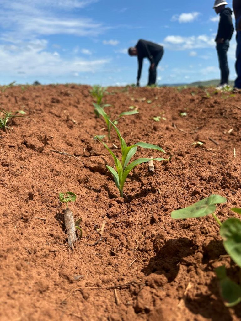 African Soil - Sande Capital